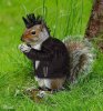 Punk squirrel2.jpg